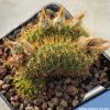 Frailea heliosa f. crestata