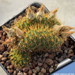 Frailea heliosa f. crestata