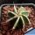 Astrophytum ornatum cv. HANYA (HAKU-JO) 'GREEN'