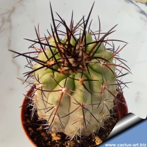 Copiapoa cinerascens fa.
