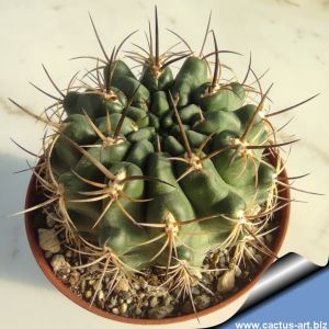 Eriosyce eriosyzoide (Neoporteria eriosyzoides)
