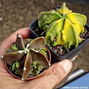 Astrophytum myriostigma cv. FUKURYU (Type B) "nudum" YELLOW & PURPLE