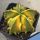 Astrophytum myriostigma cv. FUKURYU (Type B) "nudum" YELLOW & PURPLE