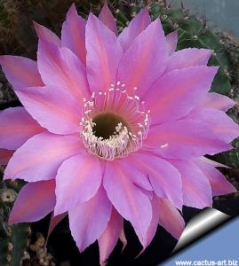 Echinopsis hybrid cv. CALIDA