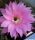 Echinopsis hybrid cv. CALIDA