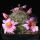 Mammillaria grahami SB70 Luna County, New Mexico, USA