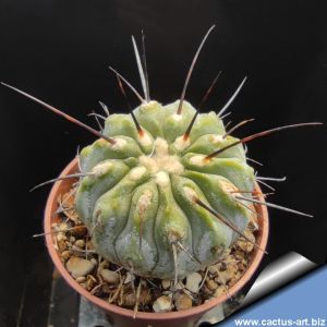 Copiapoa dealbata