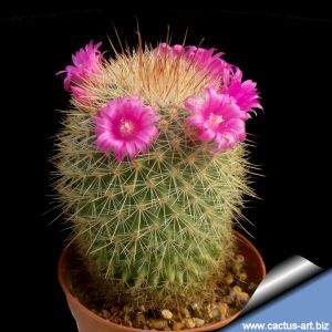 Mammillaria bella