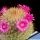 Mammillaria bella