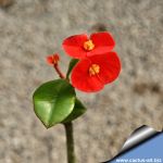 Euphorbia geroldii