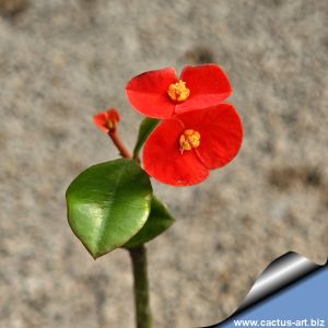 Euphorbia geroldii