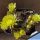 Echinocereus davisii (multiheads)