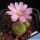 Rebutia perplexa