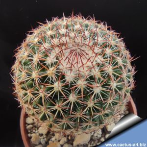 Mammillaria mystax