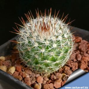 Mammillaria ritteriana SB265 Ramon Arispe, Coahuila, Mexico