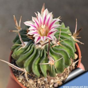 Echinofossulocactus tricuspidatus forma