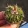 Echinofossulocactus tricuspidatus forma