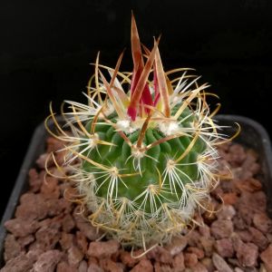 Echinofossulocactus tricuspidatus forma