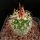 Echinofossulocactus tricuspidatus forma