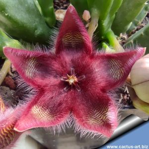 Stapelia obducta