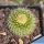 Parodia chrysacanthion WR34 Quebrada de Humahuaca, Jujuy, Argentina