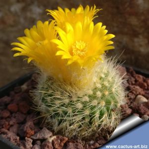 Parodia chrysacanthion WR34 Quebrada de Humahuaca, Jujuy, Argentina
