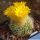 Parodia chrysacanthion WR34 Quebrada de Humahuaca, Jujuy, Argentina