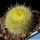Parodia chrysacanthion WR34 Quebrada de Humahuaca, Jujuy, Argentina