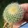 Parodia chrysacanthion WR34 Quebrada de Humahuaca, Jujuy, Argentina