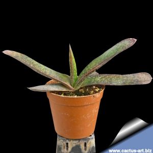 Gasteraloe derbetzei (= Gastrolea 'Derbetzii')