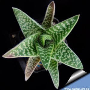 Gasteraloe cv. MAGICA