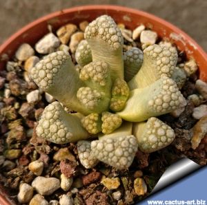 Titanopsis hugo-schlechteri v. alboviridis SB1343 Eendoorn, Groot Namaland, Namibia