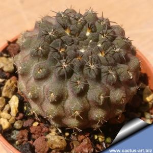 Eriosyce odieri fa.