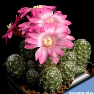 Mammillaria saboae