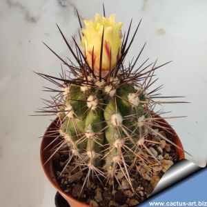 Copiapoa bridgesii Aeroport de Vallenar, 03 Atacama, Chile