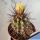 Copiapoa bridgesii Aeroport de Vallenar, 03 Atacama, Chile