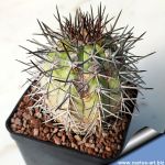 Copiapoa calderana