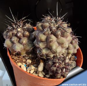 Copiapoa humilis