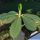 Euphorbia viguieri ssp. capuronii (Madagascar)