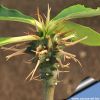 Euphorbia viguieri ssp. capuronii (Madagascar)