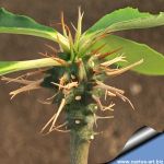 Euphorbia viguieri ssp. capuronii (Madagascar)