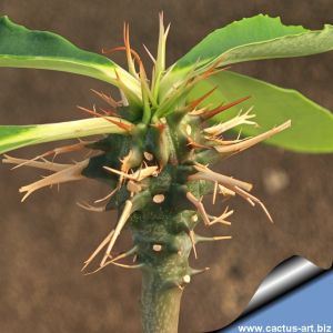 Euphorbia viguieri ssp. capuronii (Madagascar)