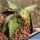 Euphorbia francoisii