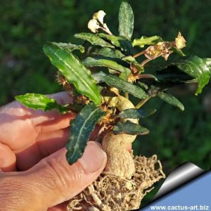 Euphorbia francoisii