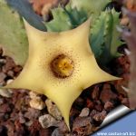 Huernia quinta var. blyderiverensis IB 7270 Strydom Tunnel