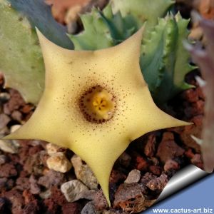 Huernia quinta var. blyderiverensis IB 7270 Strydom Tunnel