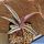 Ledebouria socialis f. variegata (Scilla violacea variegata)
