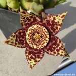 Orbea variegata (Stapelia variegata)