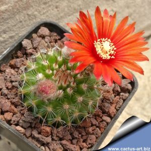 Parodia sanguiniflora SL-39b South-East of Buena Vista
