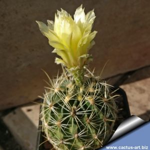 Hamatocactus setispinus v. setaceus SB851, Jim Hogg County, Texas, USA